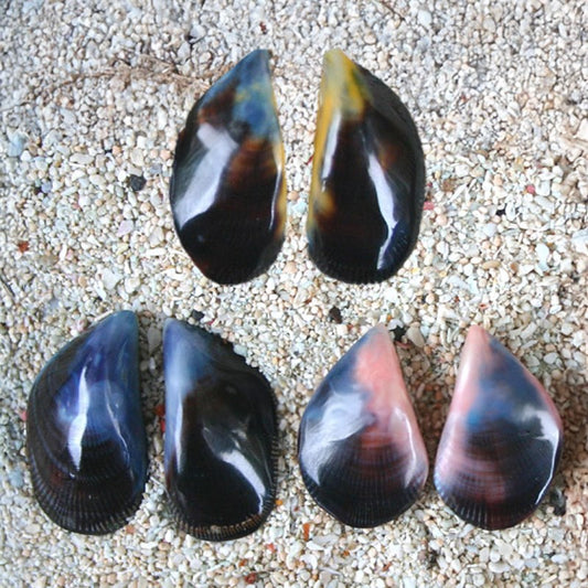 Mussel polished pair