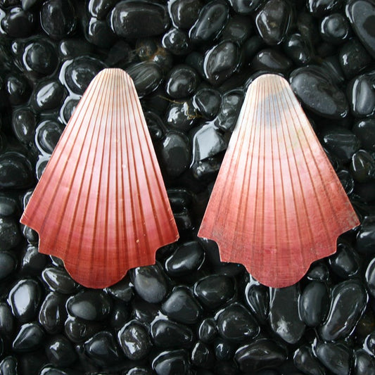 Amusium polished pair