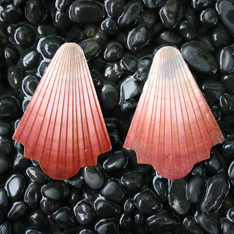 Amusium polished pair