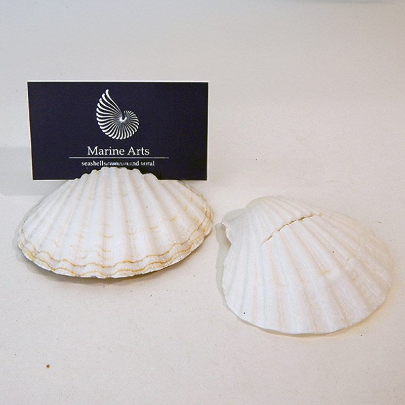 Placecard holder scallop Pecten maximus