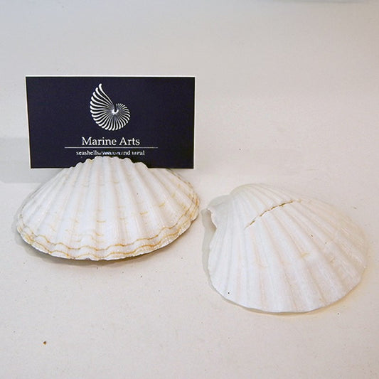 Placecard holder scallop Pecten maximus