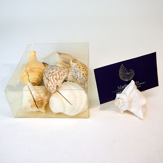 Placecard holder shell assorted colours cylinder