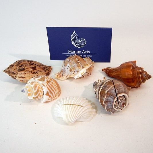Placecard holder shell assorted natural colours