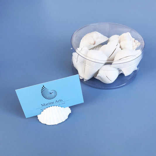 Placecard holder shell assorted white cylinder