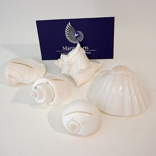 Placecard holder shell assorted white