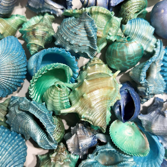 Assorted shells pearl dyed pastel blue, aqua, mint