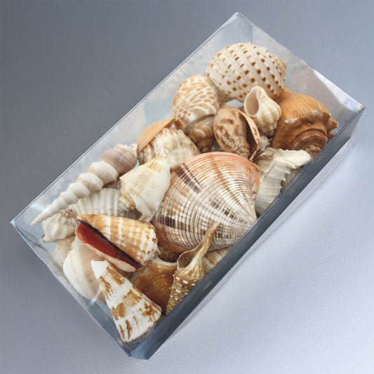 Clear box rectangle shell cream