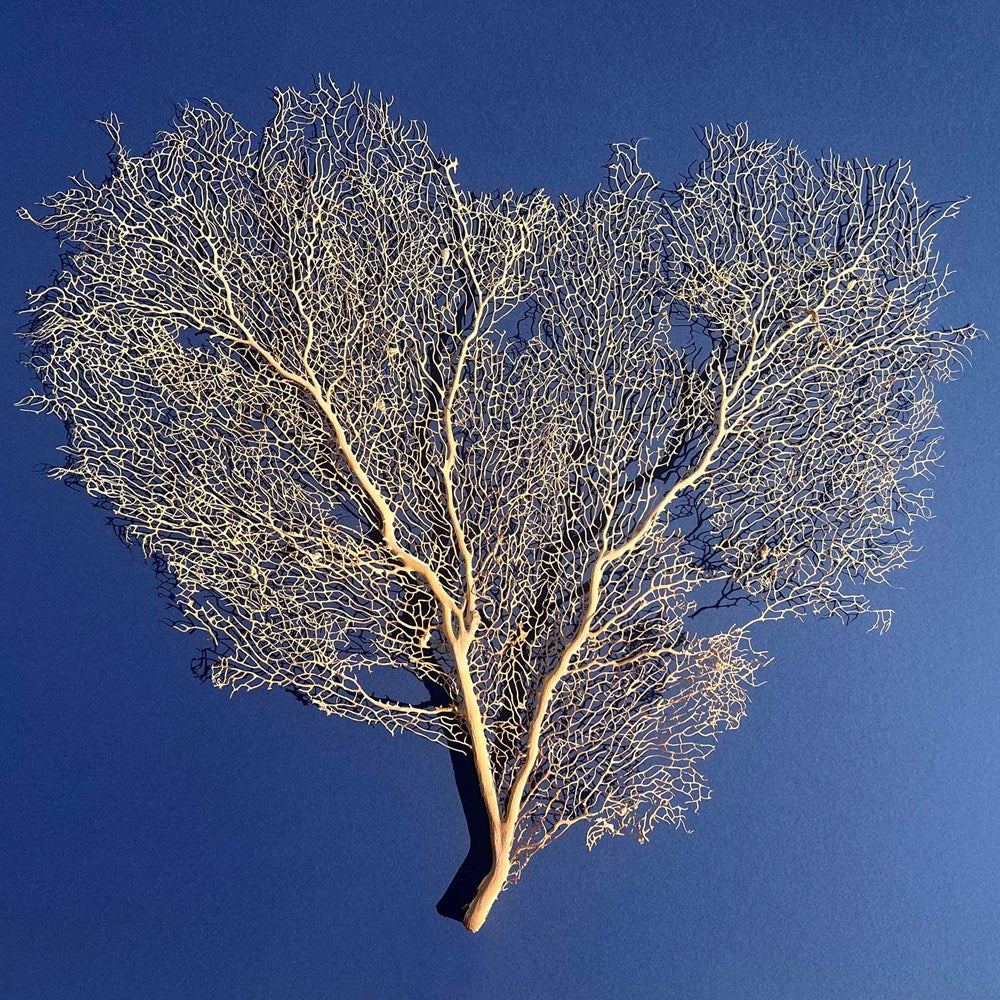 Gorgonian seafan cream Annella