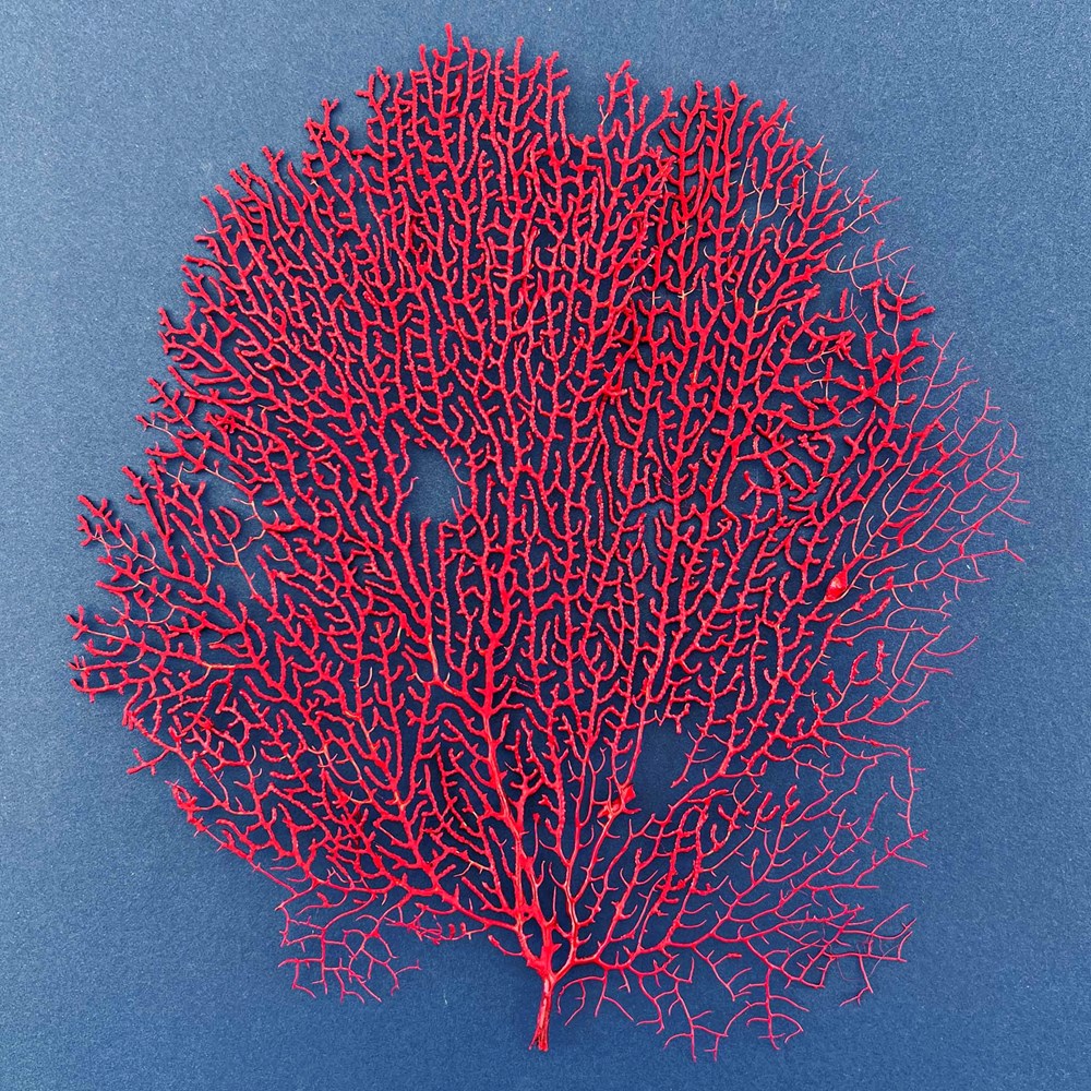 Gorgonian seafan red