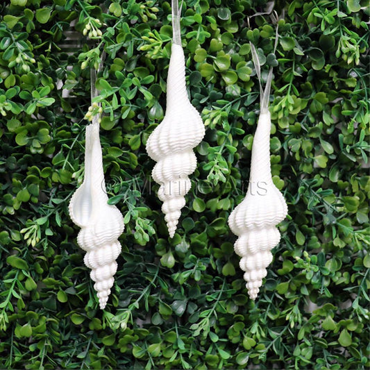 Decoration glitter shell Fusinus forceps