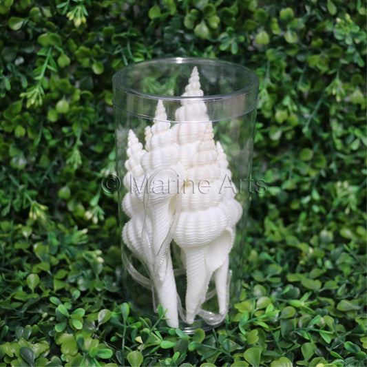 Decoration pack glitter tall cylinder shell Fusinus forceps