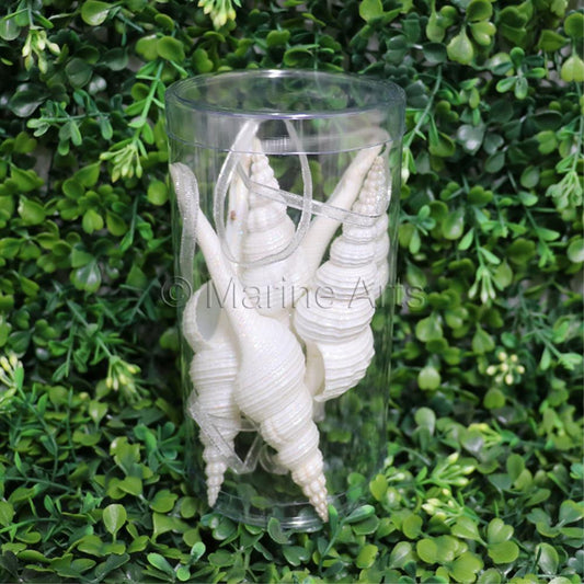 Decoration pack natural tall cylinder shell Fusinus colus