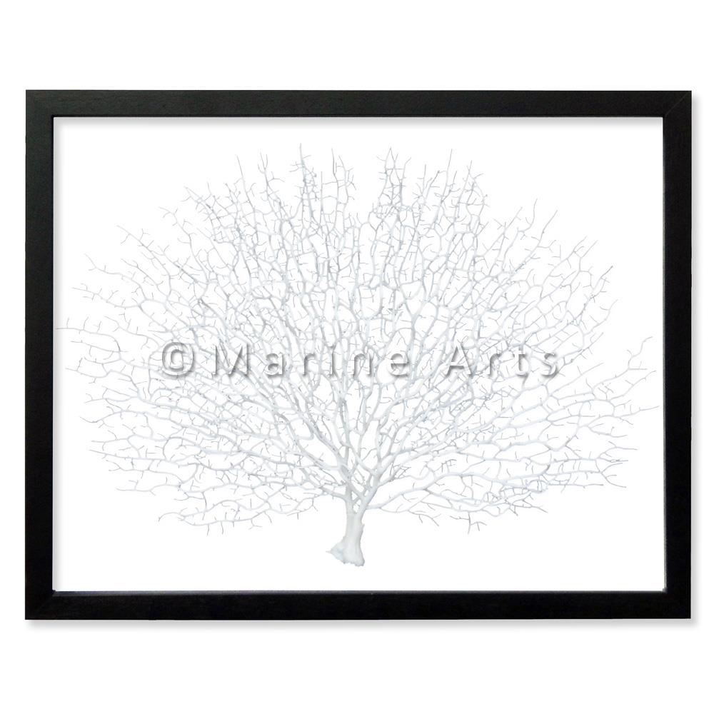 Frame black - no mat - artificial white seafan on white