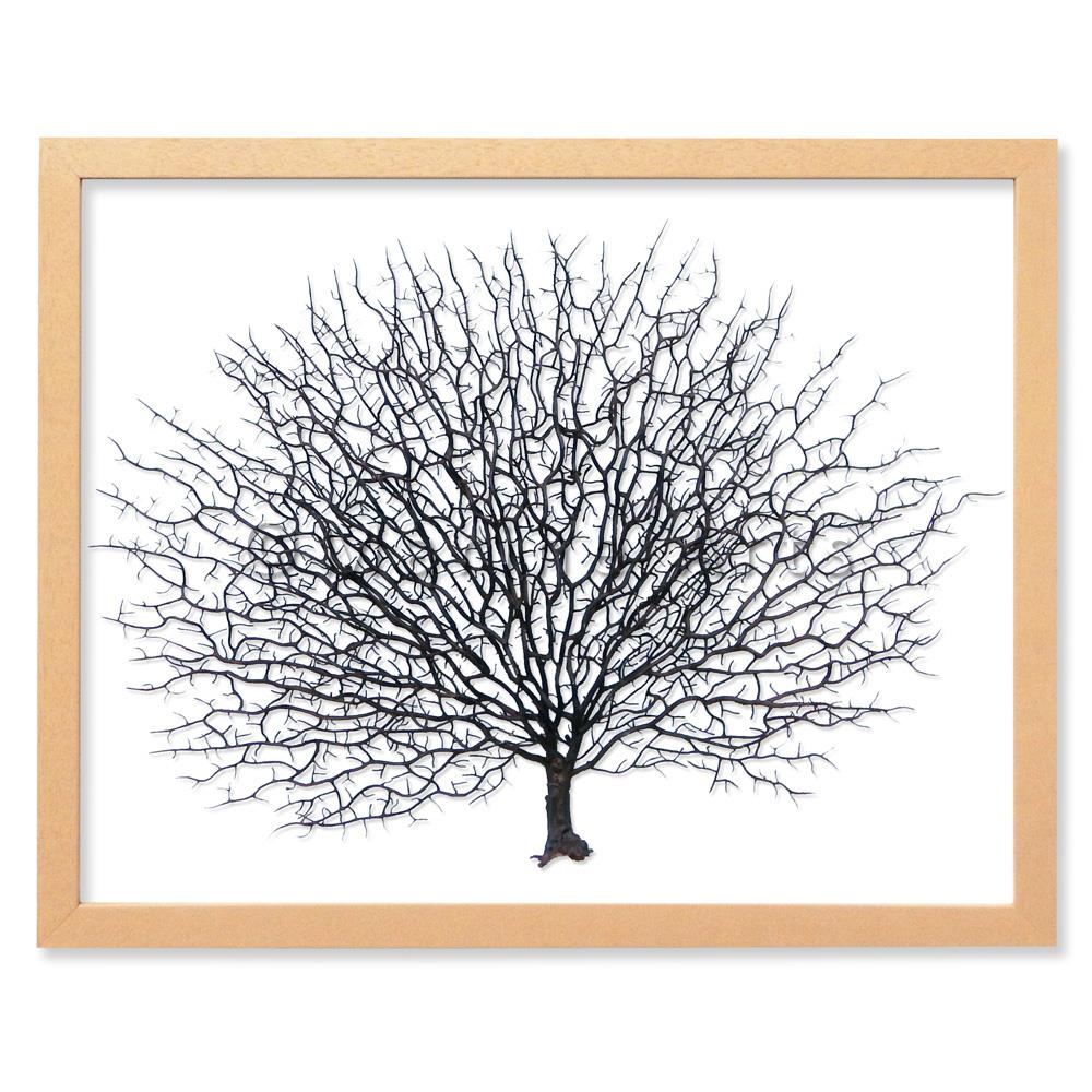 Frame limewhite - no mat - artificial brown seafan on white