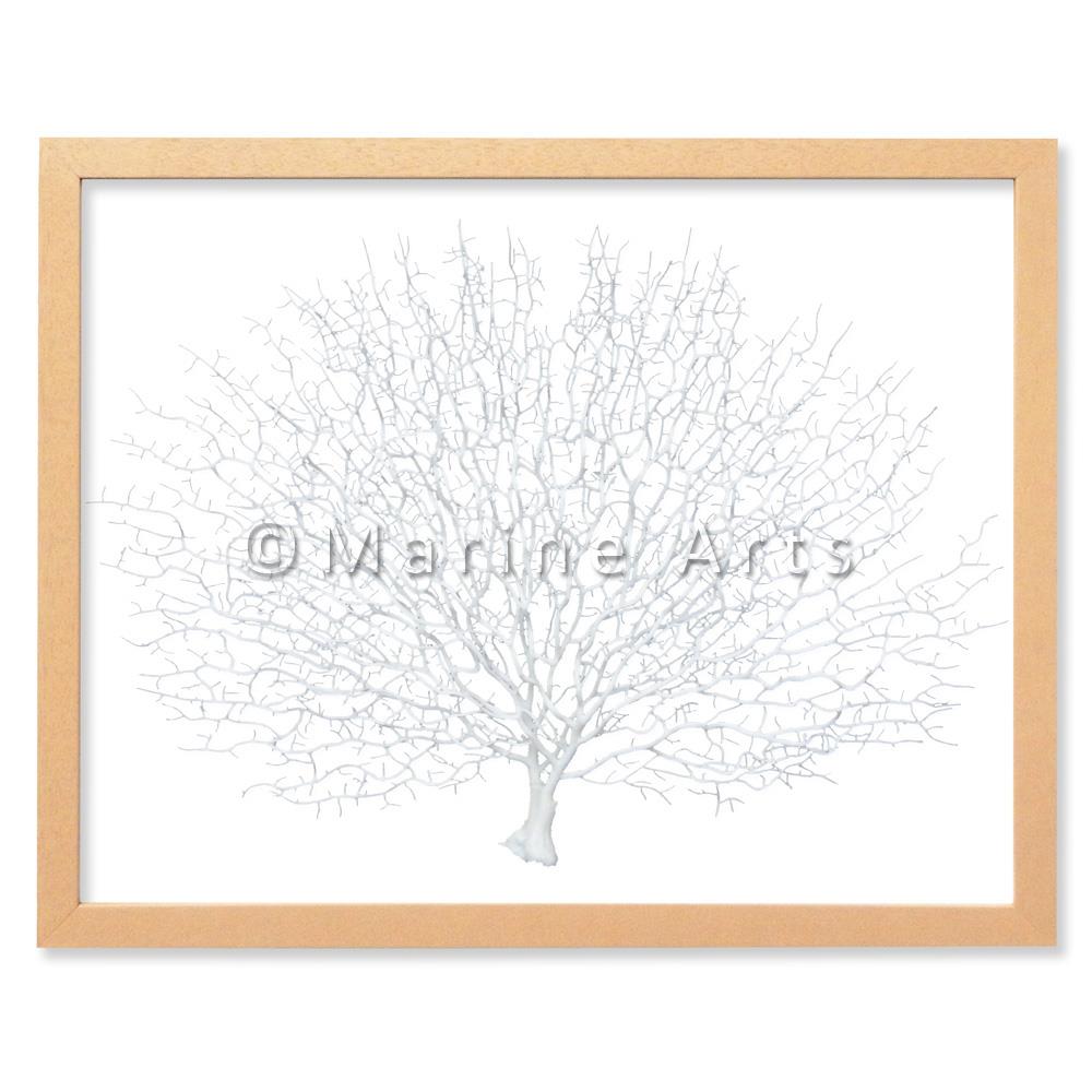 Frame limewhite - no mat - artificial white seafan on white