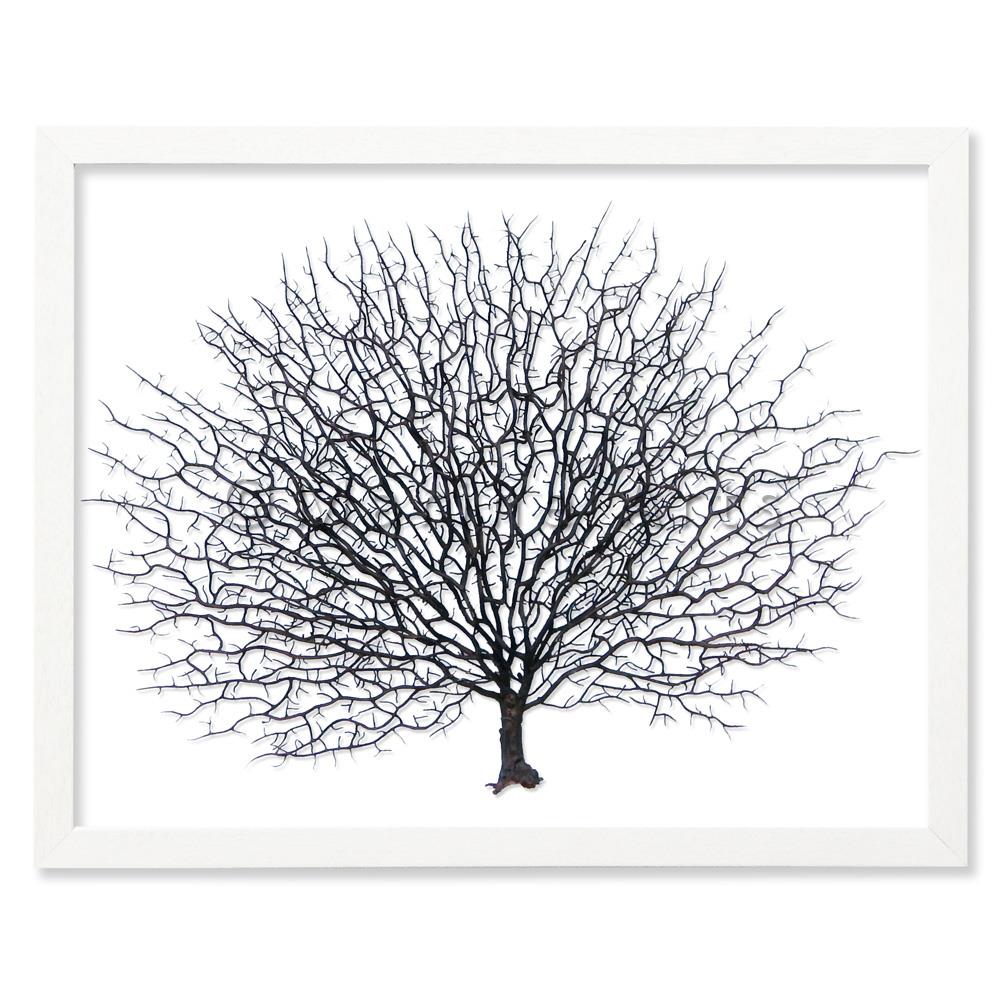 Frame white - no mat - artificial brown seafan on white