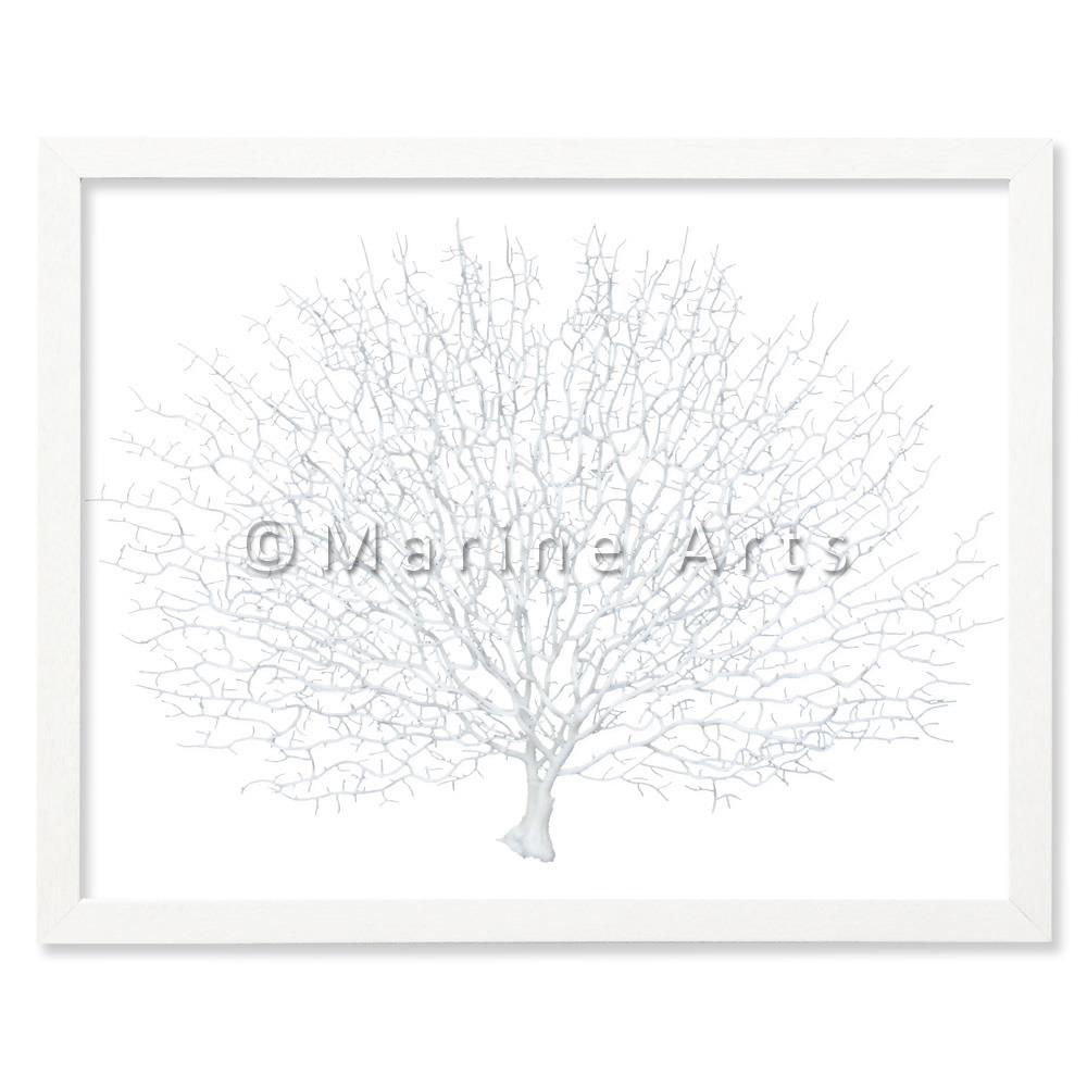 Frame white - no mat - artificial white seafan on white