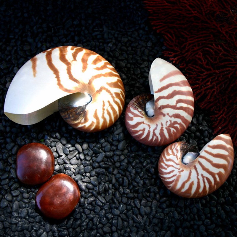 Shell specimens – Marine Arts