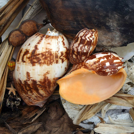 Melo amphora