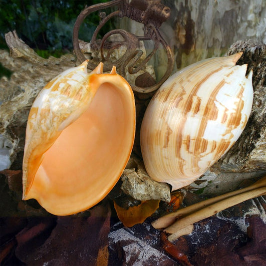 Melo umbilicatus