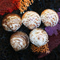 Cockle chocolate tan white polished half
