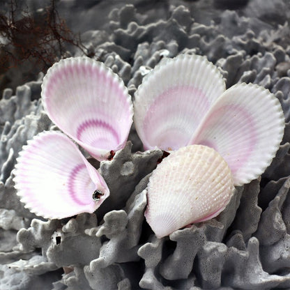 Lima lima pink halves