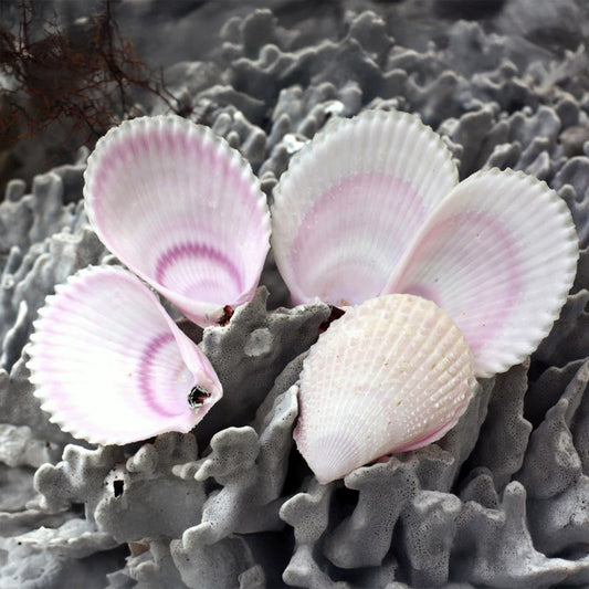Lima lima pink halves