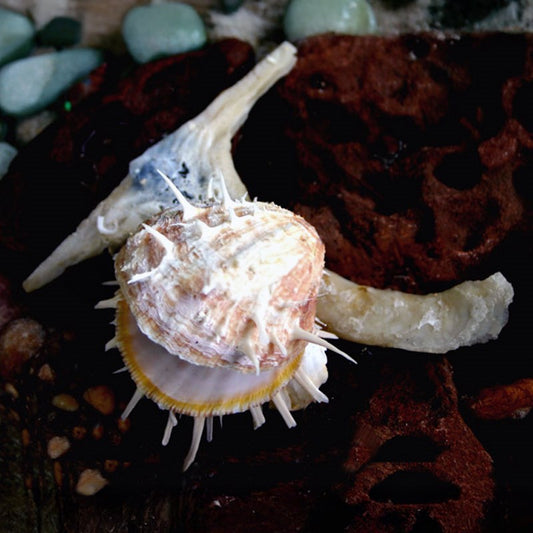 Chama single on hammer oyster