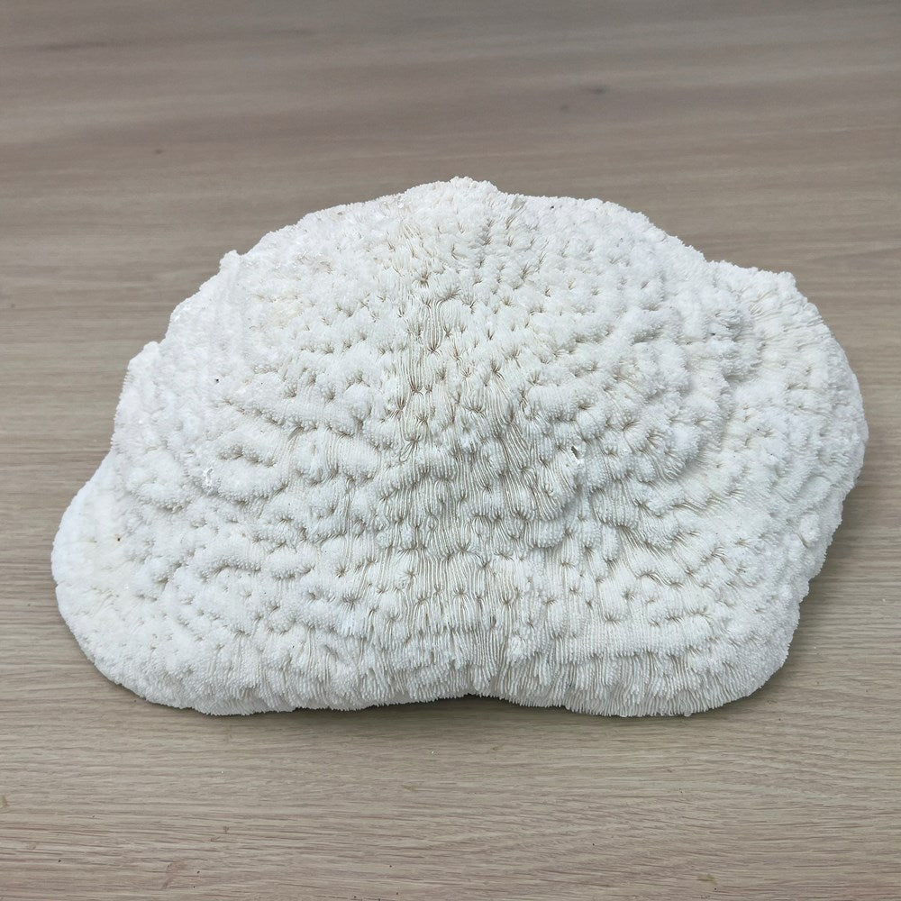 Coral - Signature range (40-45cm)