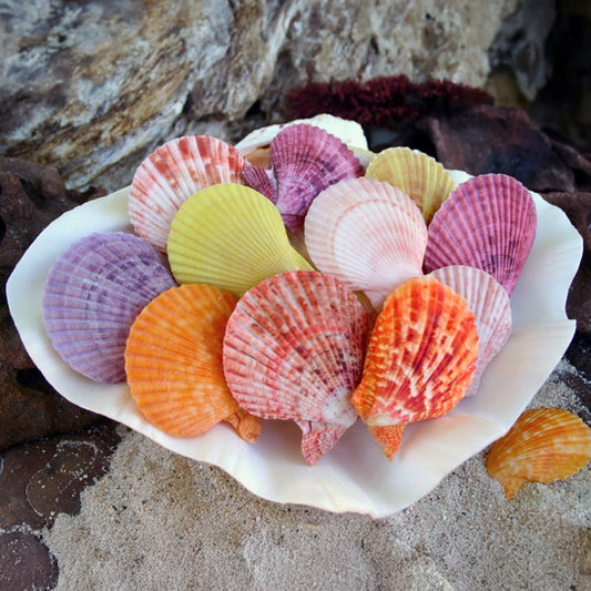 Pecten nobilis pair
