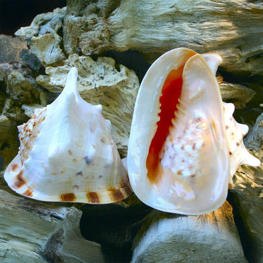Cassis cornuta
