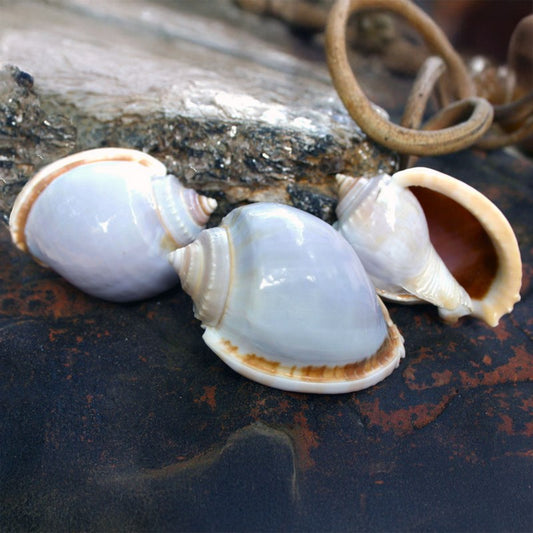 Cassis glaucum