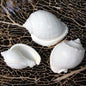 Cassis glaucum white