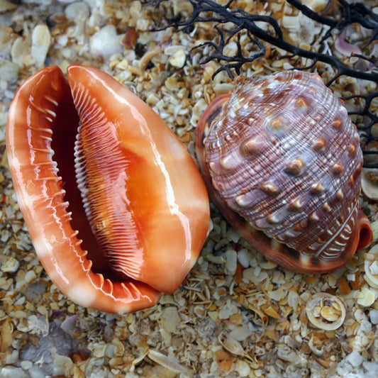 Cassis rufa