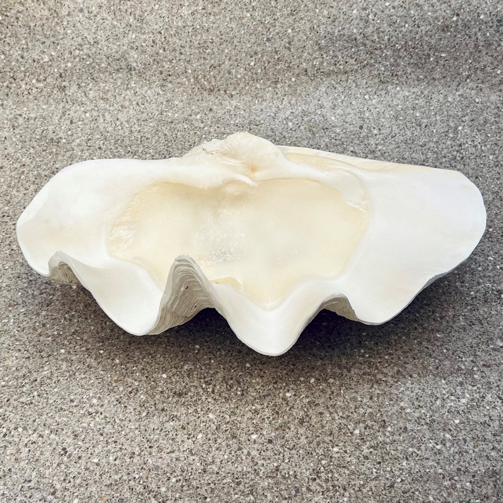 Tridacna gigas - Giant clam half S-Grade (46cm)