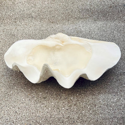 Tridacna gigas - Giant clam half S-Grade (46cm)