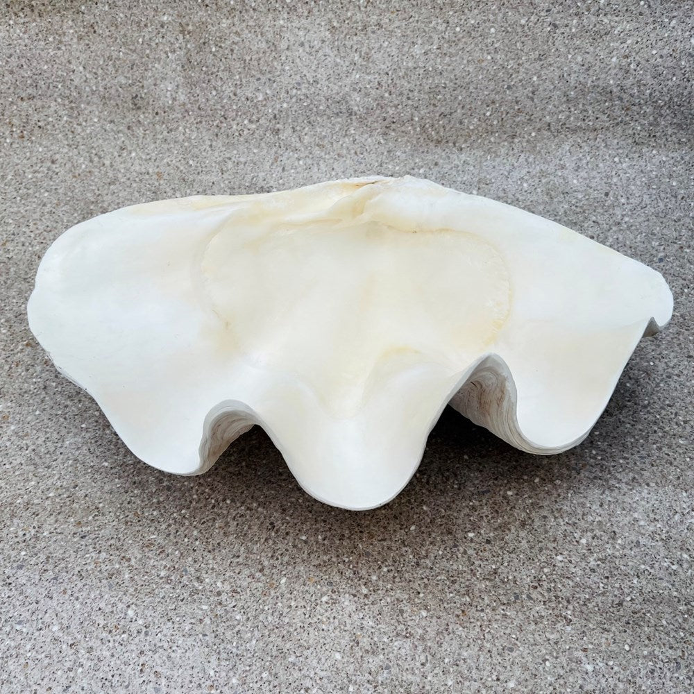 Tridacna gigas - Giant clam half S-Grade (47cm)