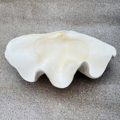 Tridacna gigas - Giant clam half S-Grade (47cm)