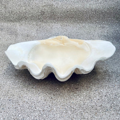 Tridacna gigas - Giant clam half S-Grade (50cm)