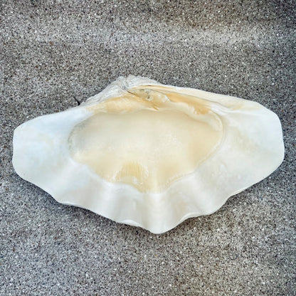 Tridacna gigas - Giant clam half S-Grade (50cm)