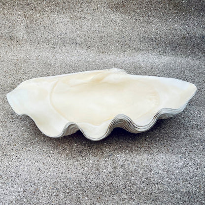 Tridacna gigas - Giant clam half S-Grade (51cm)