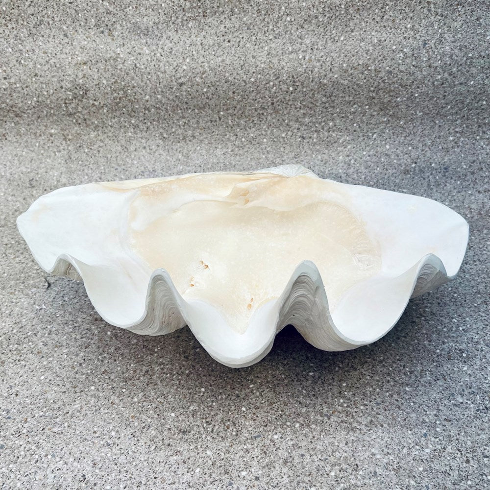 Tridacna gigas - Giant clam half S-Grade (55cm)