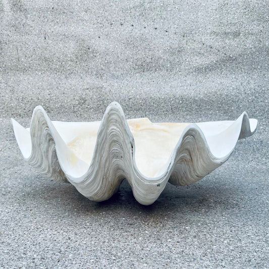 Tridacna gigas - Giant clam half A-Grade (59cm)