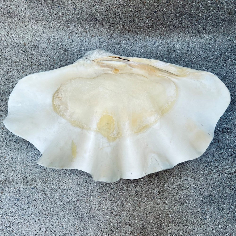 Tridacna gigas - Giant clam half A-Grade (59cm)