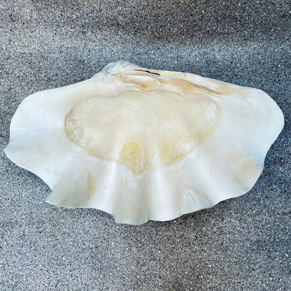 Tridacna gigas - Giant clam half A-Grade (59cm)
