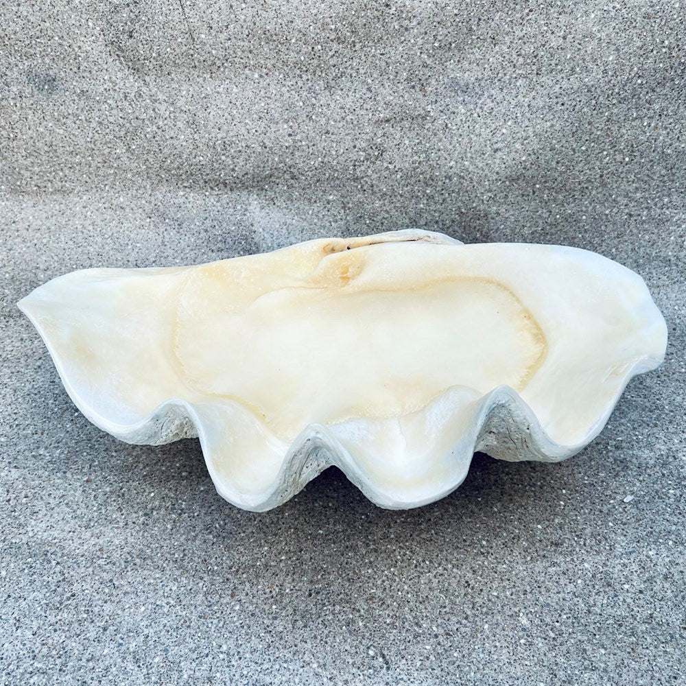 Tridacna gigas - Giant clam half A-Grade (71cm)