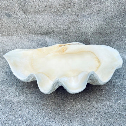 Tridacna gigas - Giant clam half A-Grade (71cm)