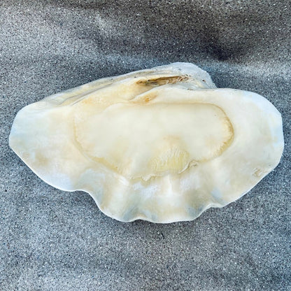 Tridacna gigas - Giant clam half A-Grade (71cm)