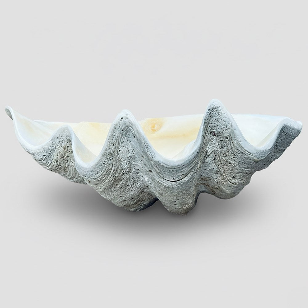 Tridacna gigas - Giant clam half A-Grade (71cm)