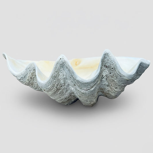 Tridacna gigas - Giant clam half A-Grade (71cm)